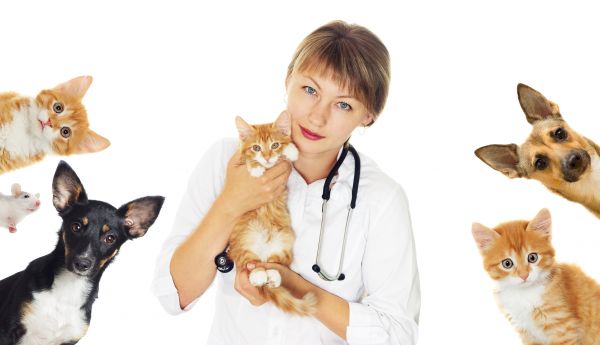 Hagerstown Pets