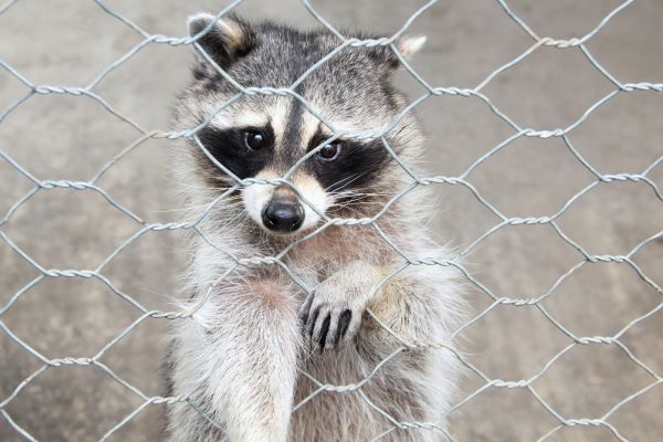 Hagerstown Wildlife Removal