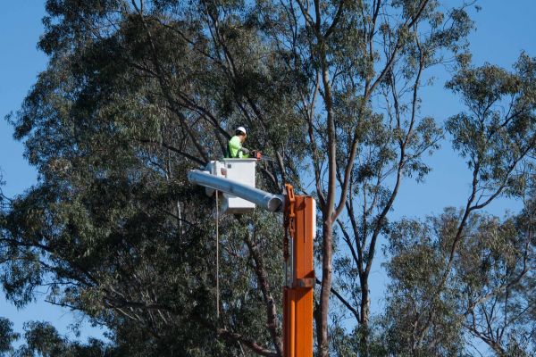 Hagerstown Tree Trimming